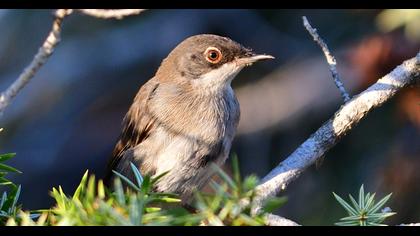 Karaboğazlı ötleğen