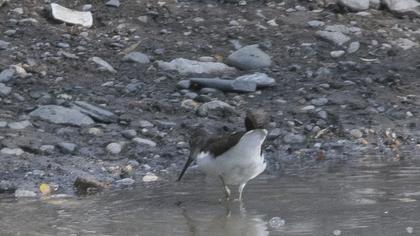 Green Sandpiper