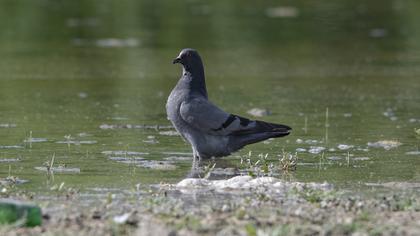 Rock Dove