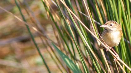 Zitting Cisticola