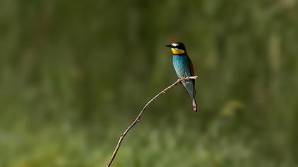 European Bee-eater
