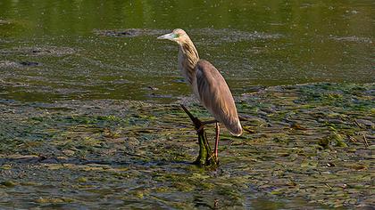 Squacco Heron