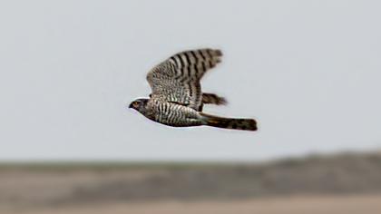 Eurasian Sparrowhawk