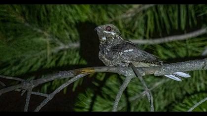 European Nightjar