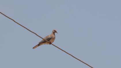 Laughing Dove