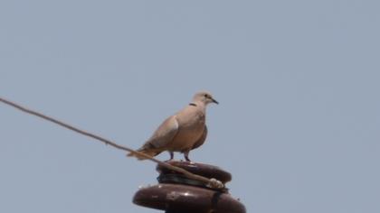 Eurasian Collared Dove