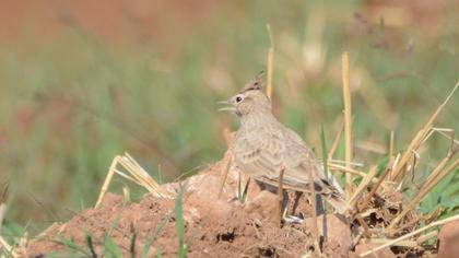 Crested Lark