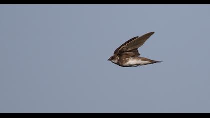 Sand Martin
