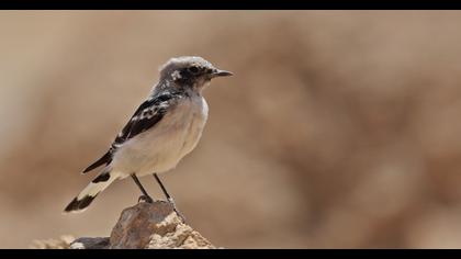 Finsch`s Wheatear