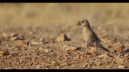 Desert Finch