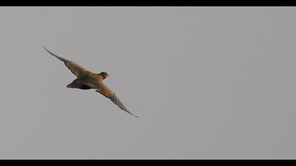 Black-bellied Sandgrouse