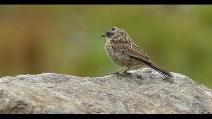 Radde`s Accentor