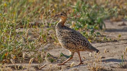 Black Francolin