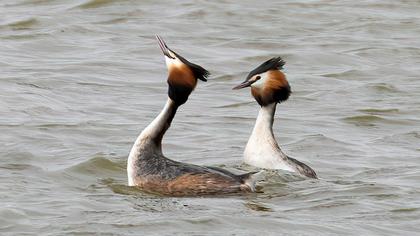 Great Crested Grebe