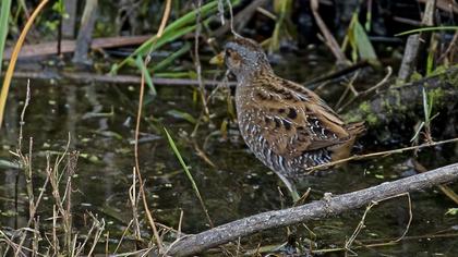 Spotted Crake