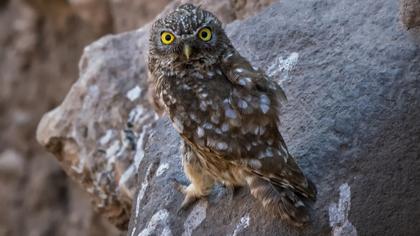 Little Owl