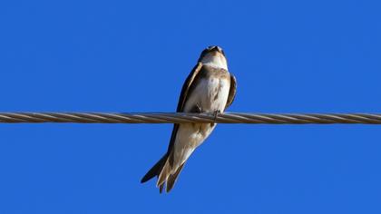 Sand Martin