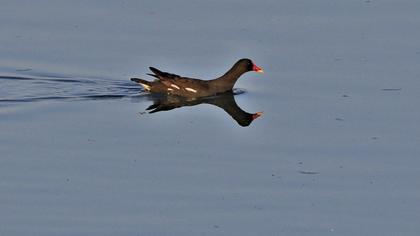 Common Moorhen