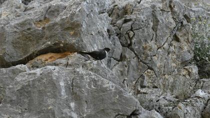 Ring Ouzel