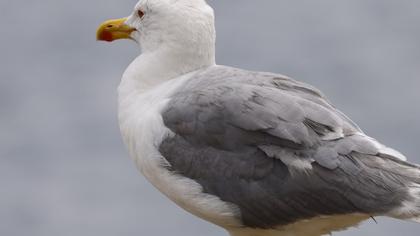 Yellow-legged Gull