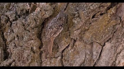 Short-toed Treecreeper
