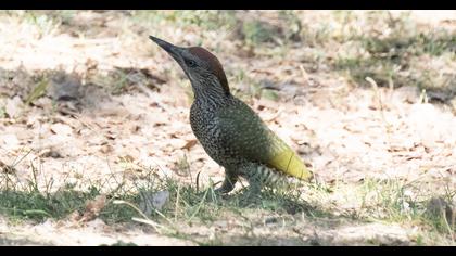 European Green Woodpecker