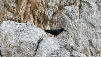 Red-billed Chough