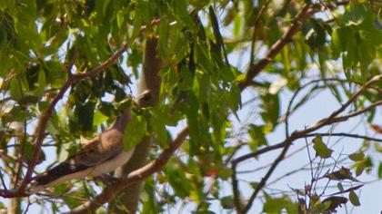 European Turtle Dove