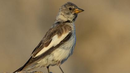 White-winged Snowfinch