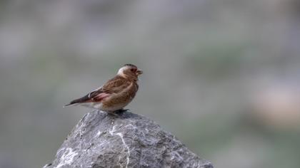 Eurasian Crimson-winged Finch