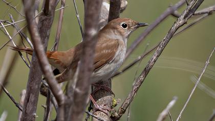 Common Nightingale