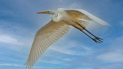 Great Egret