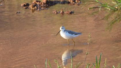 Marsh Sandpiper