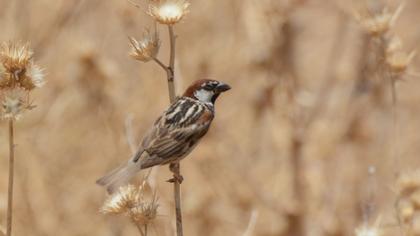 Spanish Sparrow