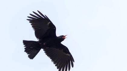 Red-billed Chough