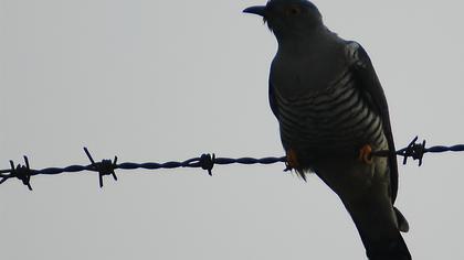 Guguk