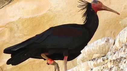Kelaynak