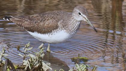 Yeşil düdükçün