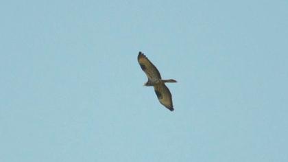 Arı şahini