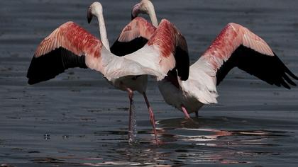 Flamingo