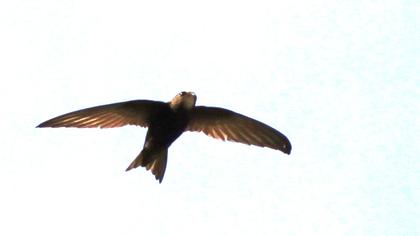 Ebabil