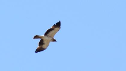 Küçük kartal