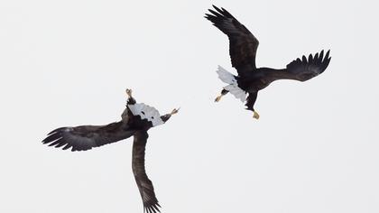 Akkuyruklu kartal