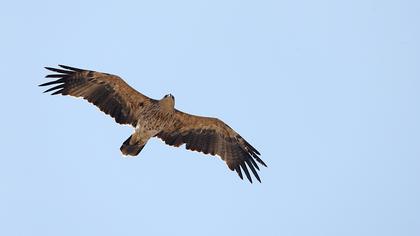 Şah kartal