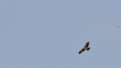 Küçük kartal