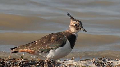 Kızkuşu