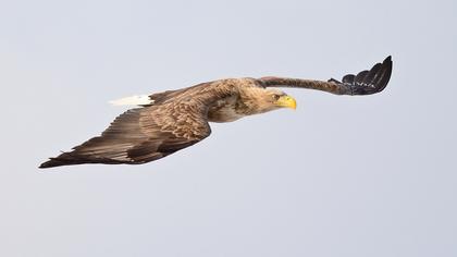 Akkuyruklu kartal