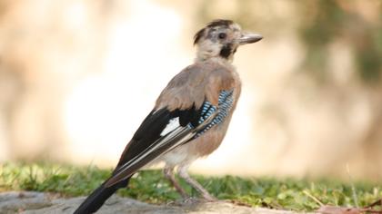 Alakarga