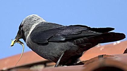 Küçük karga