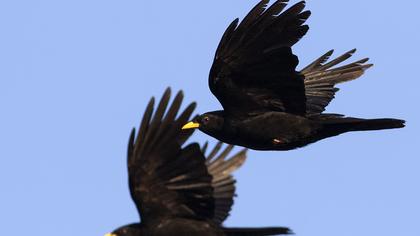 Alpine Chough